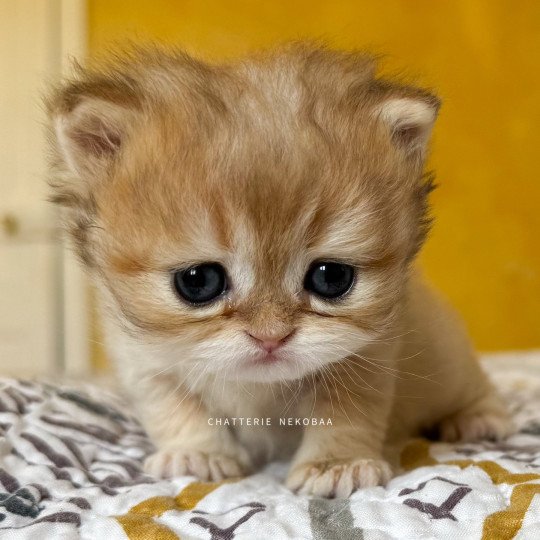 chaton British Shorthair black golden shaded Qamado Chatterie Nekobaa black golden shaded