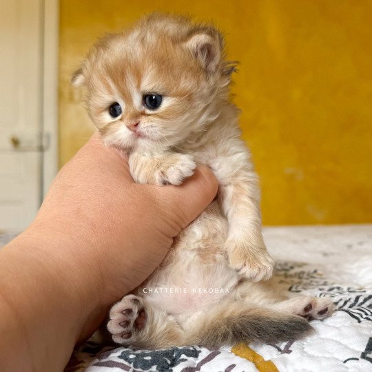 chaton British Shorthair black golden shaded Qamado Chatterie Nekobaa black golden shaded