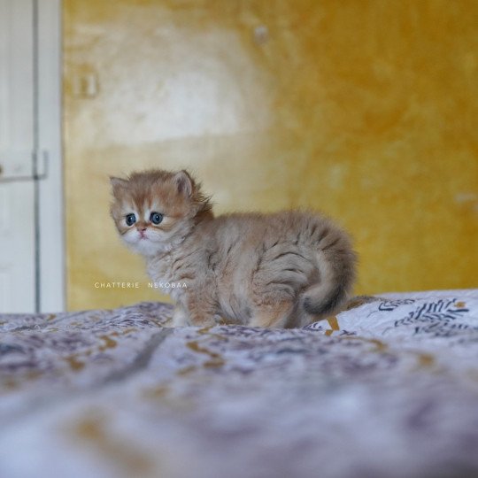 chaton British Longhair black golden shaded Qamado Chatterie Nekobaa black golden shaded