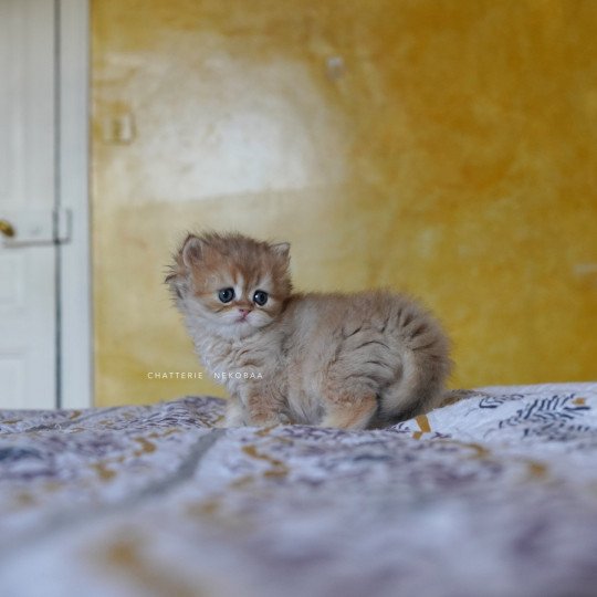 chaton British Longhair black golden shaded Qamado Chatterie Nekobaa black golden shaded