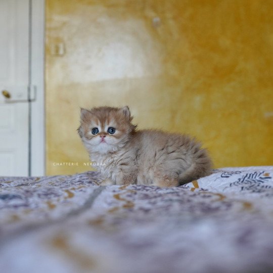 chaton British Longhair black golden shaded Qamado Chatterie Nekobaa black golden shaded