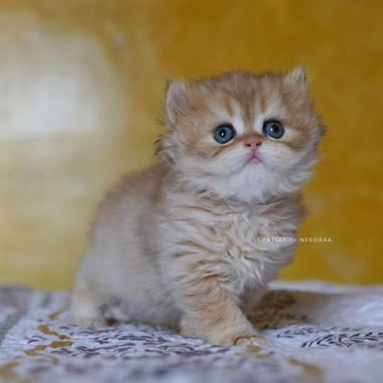 chaton British Longhair black golden shaded Qamado Chatterie Nekobaa black golden shaded