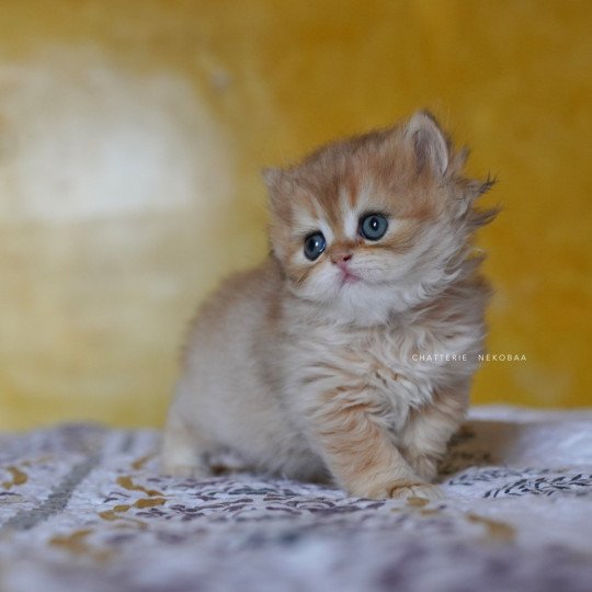 chaton British Longhair black golden shaded Qamado Chatterie Nekobaa black golden shaded