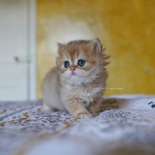 chaton British Longhair black golden shaded Qamado Chatterie Nekobaa black golden shaded