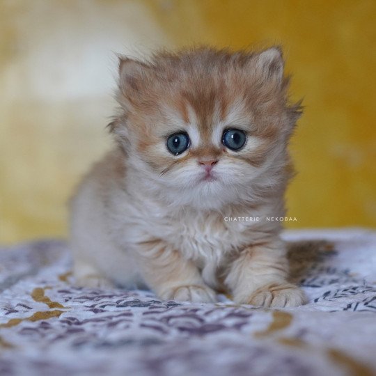 chaton British Longhair black golden shaded Qamado Chatterie Nekobaa black golden shaded