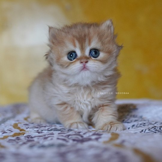 chaton British Longhair black golden shaded Qamado Chatterie Nekobaa black golden shaded