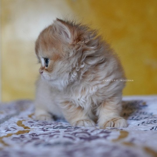 chaton British Longhair black golden shaded Qamado Chatterie Nekobaa black golden shaded