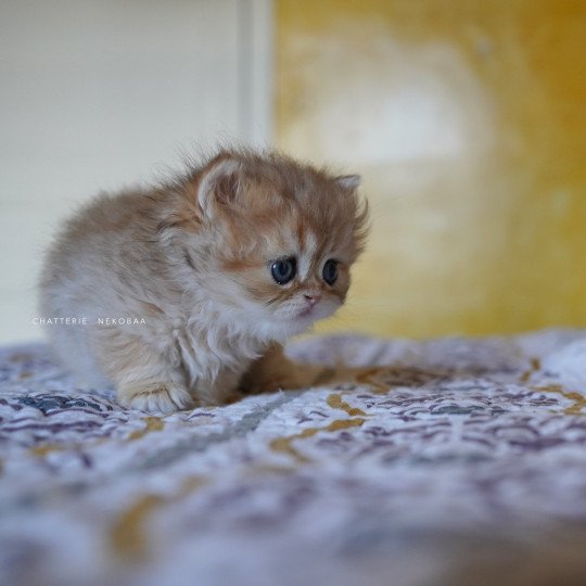 chaton British Longhair black golden shaded Qamado Chatterie Nekobaa black golden shaded
