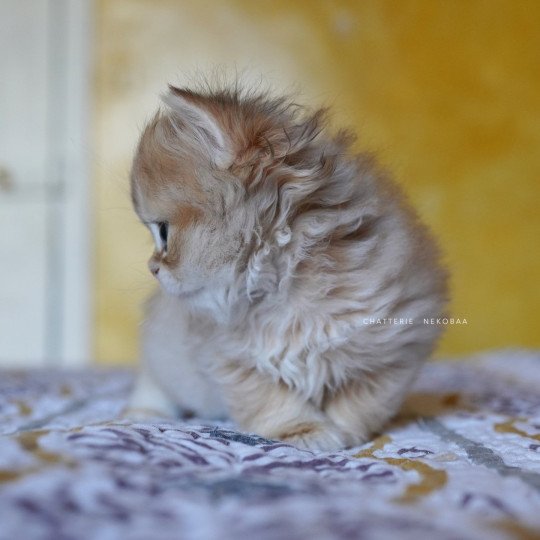 chaton British Longhair black golden shaded Qamado Chatterie Nekobaa black golden shaded