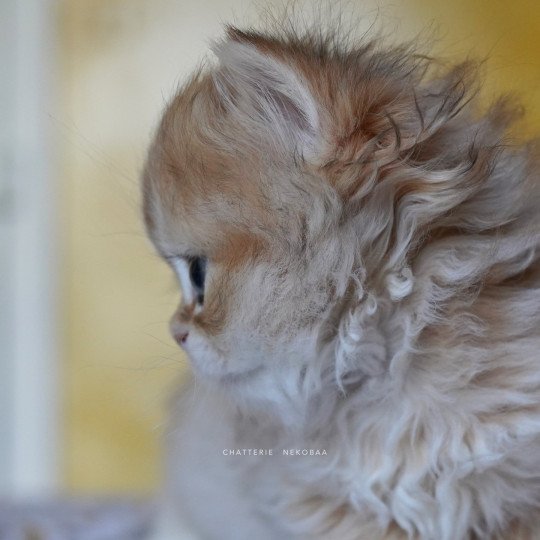 chaton British Longhair black golden shaded Qamado Chatterie Nekobaa black golden shaded