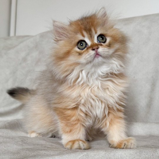 chaton British Longhair black golden shaded Qamado Chatterie Nekobaa black golden shaded