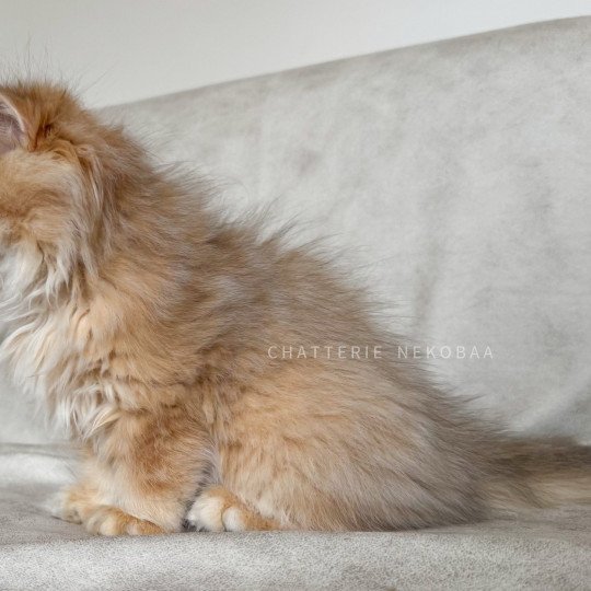 chaton British Longhair black golden shaded Qamado Chatterie Nekobaa black golden shaded