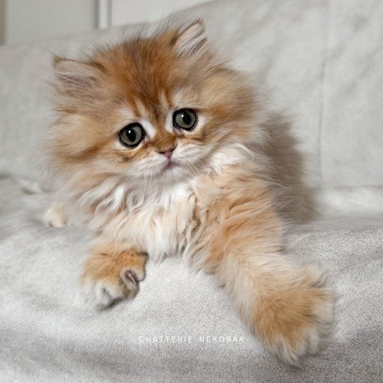 chaton British Longhair black golden shaded Qamado Chatterie Nekobaa black golden shaded