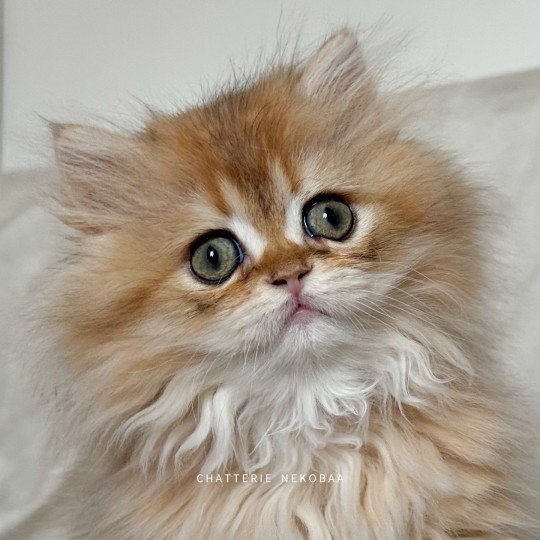 chaton British Longhair black golden shaded Qamado Chatterie Nekobaa black golden shaded