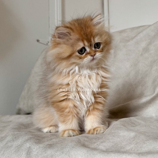 chaton British Longhair black golden shaded Qamado Chatterie Nekobaa black golden shaded
