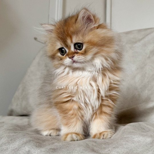 chaton British Longhair black golden shaded Qamado Chatterie Nekobaa black golden shaded