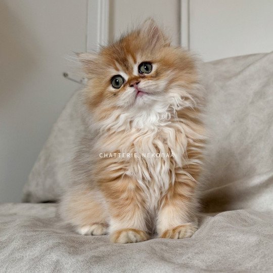 chaton British Longhair black golden shaded Qamado Chatterie Nekobaa black golden shaded