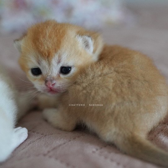 chaton British Longhair black golden shaded Ryuji Chatterie Nekobaa black golden shaded