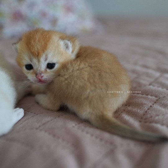 chaton British Longhair black golden shaded Ryuji Chatterie Nekobaa black golden shaded