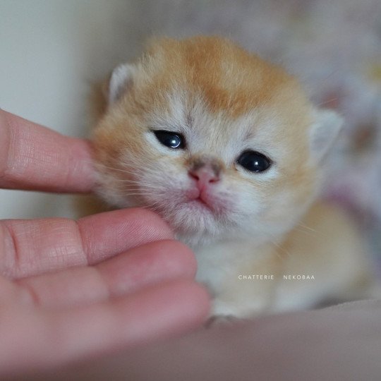 chaton British Longhair black golden shaded Ryuji Chatterie Nekobaa black golden shaded
