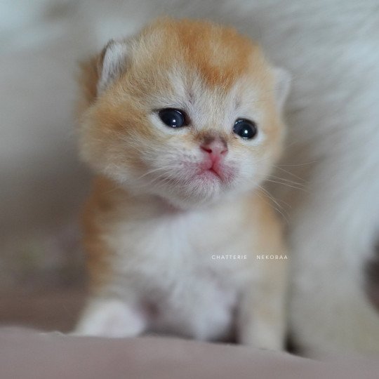 chaton British Longhair black golden shaded Ryuji Chatterie Nekobaa black golden shaded