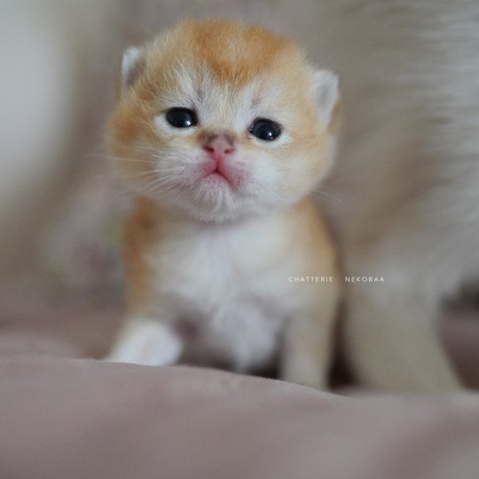 chaton British Longhair black golden shaded Ryuji Chatterie Nekobaa black golden shaded
