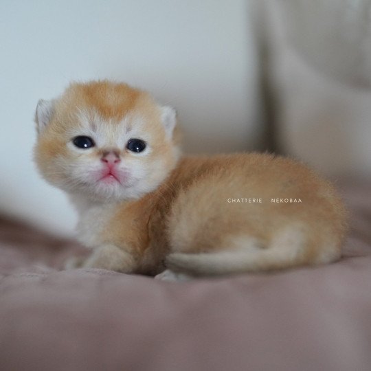 chaton British Longhair black golden shaded Ryuji Chatterie Nekobaa black golden shaded