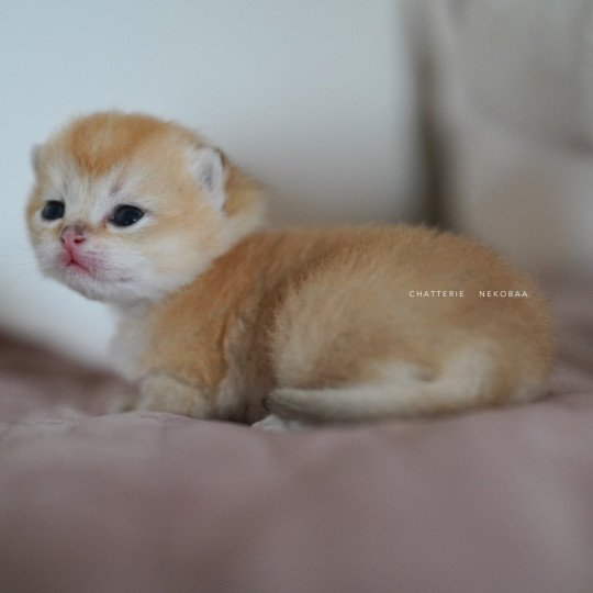 chaton British Longhair black golden shaded Ryuji Chatterie Nekobaa black golden shaded