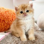 Tamaki c Femelle British Shorthair Tamaki c Femelle British Shorthair