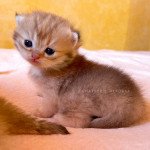 Umeko Femelle British Longhair Umeko Femelle British Longhair