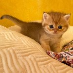 Umeko Femelle British Longhair Umeko Femelle British Longhair
