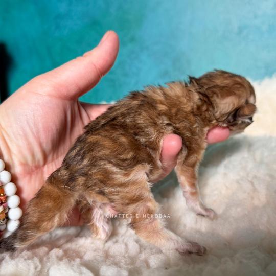 chaton British Longhair black golden blotched tabby Yoko Chatterie Nekobaa black golden blotched tabby