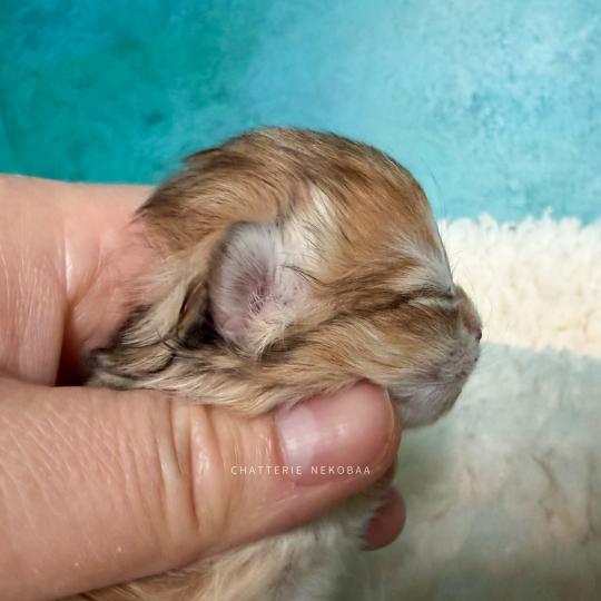 chaton British Longhair black golden blotched tabby Yoko Chatterie Nekobaa black golden blotched tabby