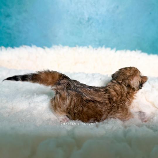 chaton British Longhair black golden blotched tabby Yoko Chatterie Nekobaa black golden blotched tabby