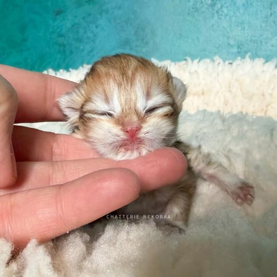 chaton British Longhair black golden blotched tabby Yoko Chatterie Nekobaa black golden blotched tabby