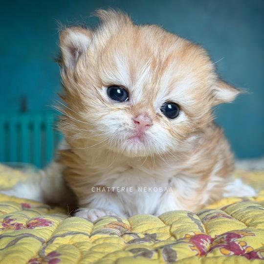 chaton British Longhair black golden blotched tabby Yoko Chatterie Nekobaa black golden blotched tabby