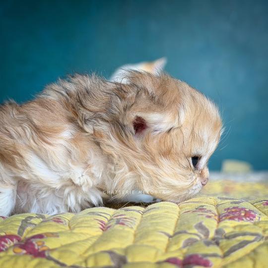 chaton British Longhair black golden blotched tabby Yoko Chatterie Nekobaa black golden blotched tabby