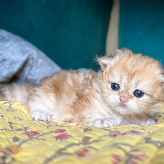 chaton British Longhair black golden blotched tabby Yoko Chatterie Nekobaa black golden blotched tabby