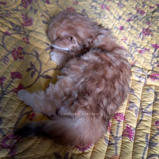 chaton British Longhair black golden blotched tabby Yoko Chatterie Nekobaa black golden blotched tabby