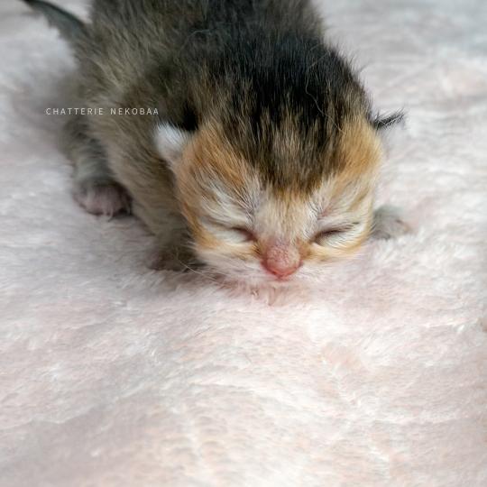 chaton British Shorthair black golden ticked tabby Aimi (fr droite) Chatterie Nekobaa black golden ticked tabby