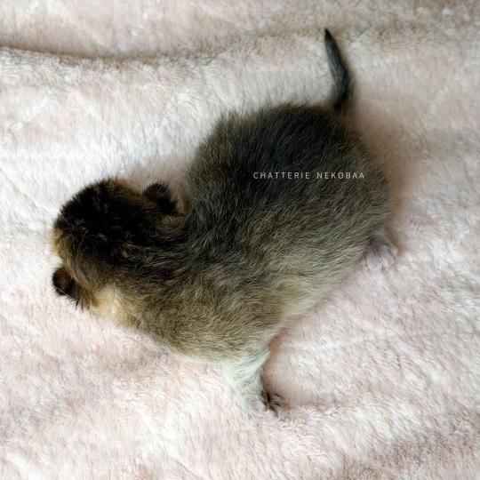 chaton British Shorthair black golden ticked tabby Aimi (fr droite) Chatterie Nekobaa black golden ticked tabby