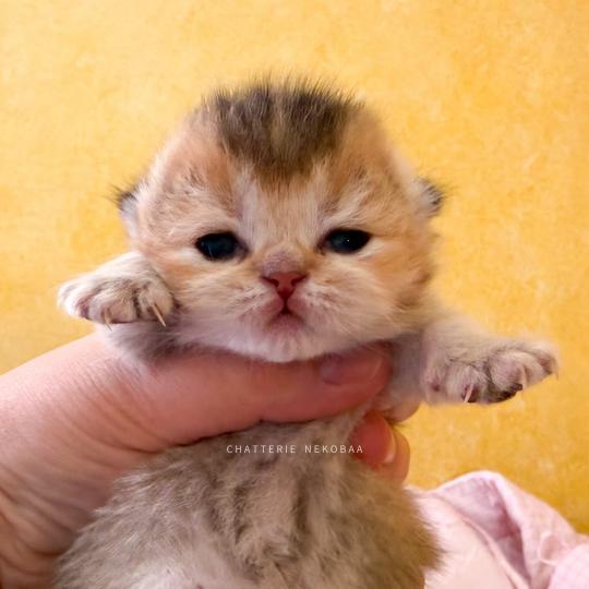 chaton British Shorthair black golden ticked tabby Aimi (fr droite) Chatterie Nekobaa black golden ticked tabby