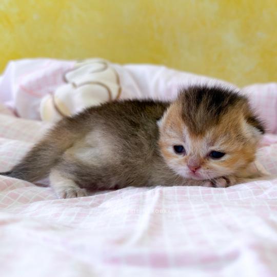 chaton British Shorthair black golden ticked tabby Aimi (fr droite) Chatterie Nekobaa black golden ticked tabby
