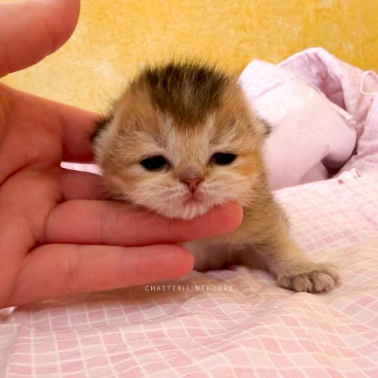 chaton British Shorthair black golden ticked tabby Aimi (fr droite) Chatterie Nekobaa black golden ticked tabby