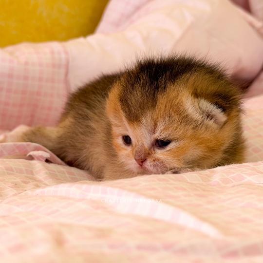 chaton British Shorthair black golden ticked tabby Aimi (fr droite) Chatterie Nekobaa black golden ticked tabby