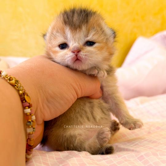 chaton British Shorthair black golden ticked tabby Aimi (fr droite) Chatterie Nekobaa black golden ticked tabby