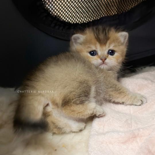 chaton British Shorthair black golden ticked tabby Aimi (fr droite) Chatterie Nekobaa black golden ticked tabby