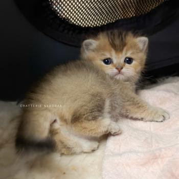 Aimi Femelle British Shorthair