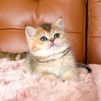 Aimi Femelle British Shorthair