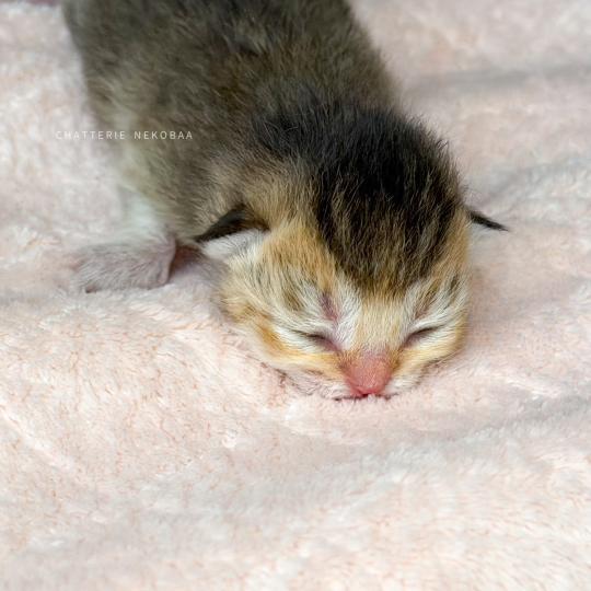 chaton British Shorthair black golden ticked tabby Airi Chatterie Nekobaa black golden ticked tabby